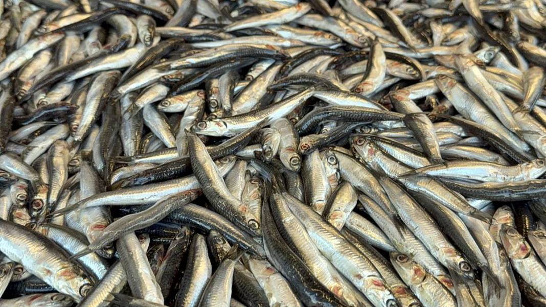 O kentte hamsinin kilosu 50 TL'ye kadar düştü! Fiyatı gören kasa kasa alıyor 12